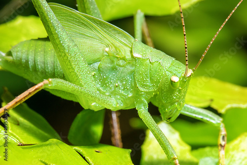 Side view of a green grasshopper on top of some leaves
