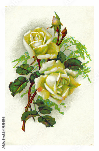 Estonia, Tallinn - CIRCA 1950: An old postcard with white roses on a white background, printed in Tallinn around 1950.