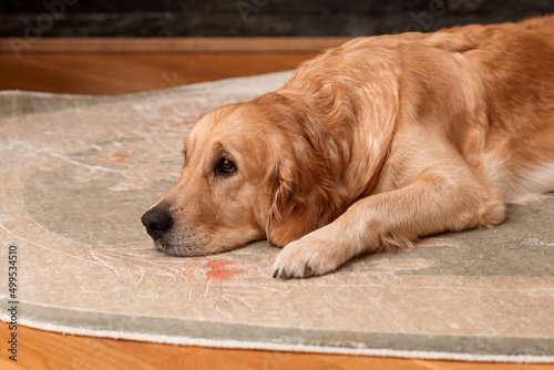 A sad dog is lying on the carpet in the room. Golden Retriever