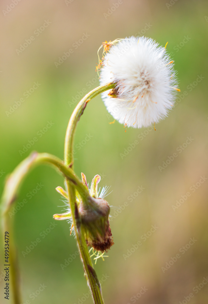 Coltsfoot, Tussilago farfara overblown plant. Spring white flower with blured background