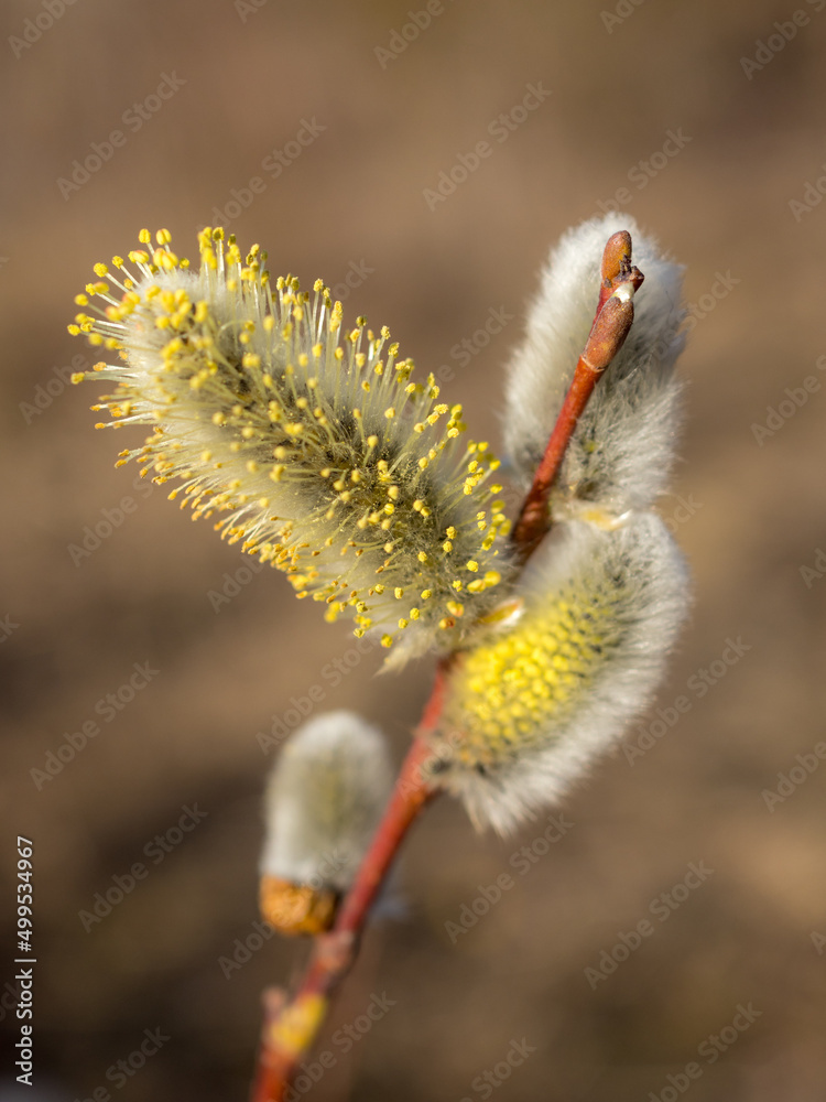 Obraz premium willow buds close up