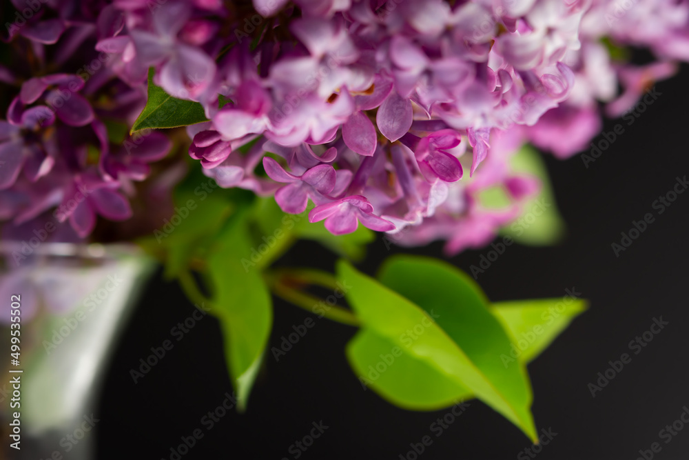 Lilac macro background. Beautiful purple flowers water droplets close-up. Selective focus, blurred foliage background. The concept of freshness, spring flowering, romance. The tenderness of nature. Lilac macro background. Beautiful purple flowers water droplets close-up. Selective focus, blurred foliage background. The concept of freshness, spring flowering, romance. The tenderness of nature.