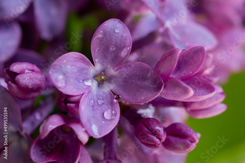 Lilac macro background. Beautiful purple flowers water droplets close-up. Selective focus, blurred foliage background. The concept of freshness, spring flowering, romance. The tenderness of nature. © Anna Pismenskova