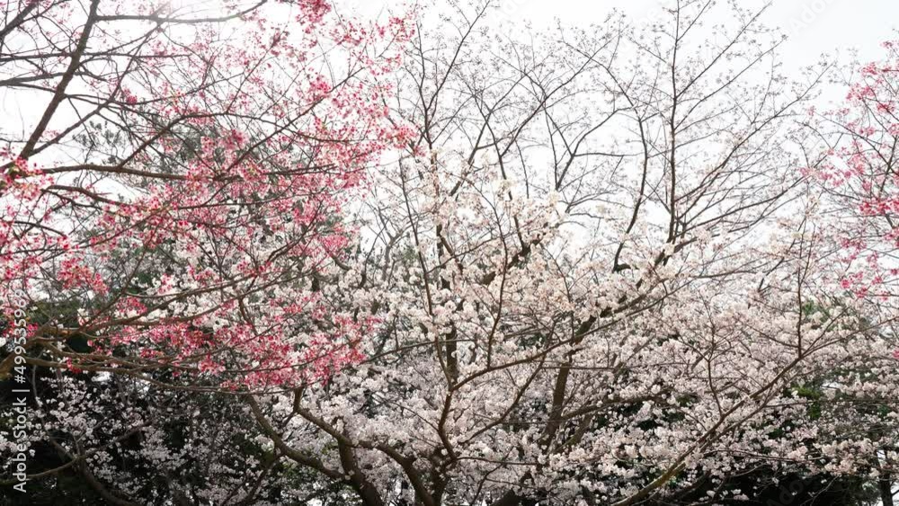 満開に開花した陽光桜とソメイヨシノの桜の木