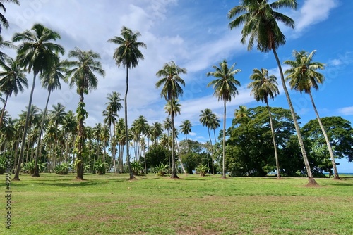 palm trees on the beach