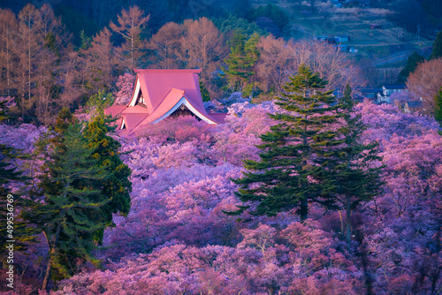 長野県伊那市　桜が満開の高遠城址公園の夕暮れ