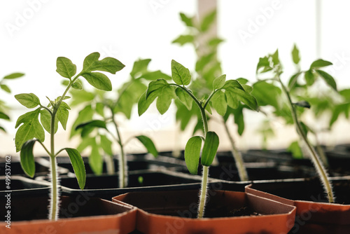 Growing organic vegetable seedlings and seedlings with your own hands.