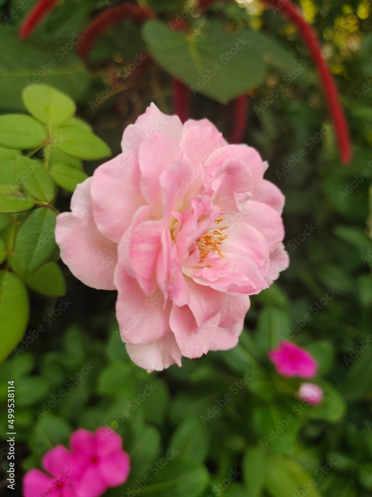 pink rose bush pink rose bush