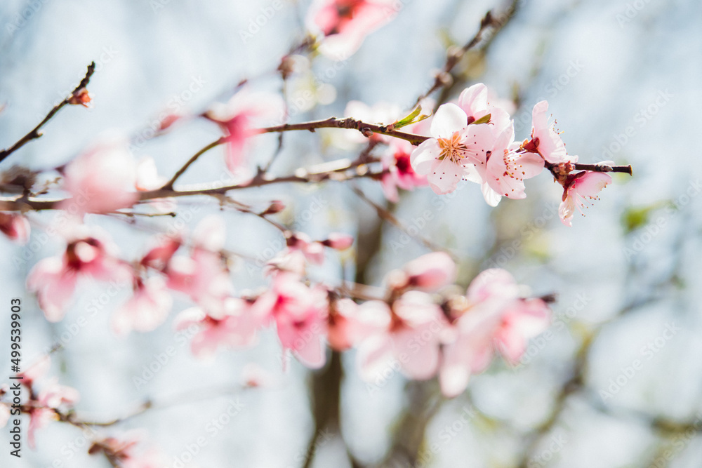 Selective focus of beautiful branches, pink blooming peach or apricot on a tree under a blue sky, Beautiful cherry blossoms during the spring season in the park. The texture of the floral pattern. Selective focus of beautiful branches, pink blooming peach or apricot on a tree under a blue sky, Beautiful cherry blossoms during the spring season in the park. The texture of the floral pattern.