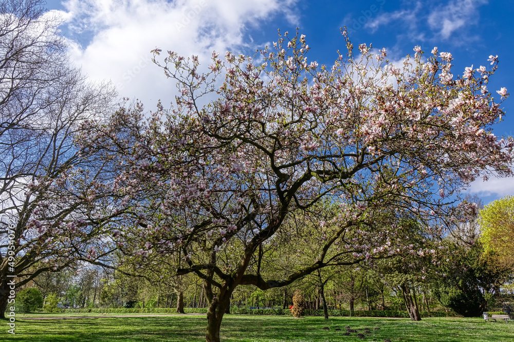 Frühling und blühender Baum in einem Park in Bad Hamm Frühling und blühender Baum in einem Park in Bad Hamm
