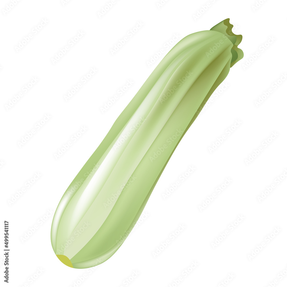 Realistic vector zucchini , squash 3d illustration isolated on white background. Vegetable marrow vector, natural vegetables, harvest. Realistic vector zucchini , squash 3d illustration isolated on white background. Vegetable marrow vector, natural vegetables, harvest.