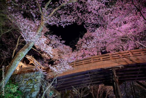 長野県伊那市　桜が満開の高遠城址公園の夕暮れ
