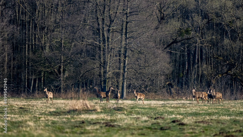 Red Deer (Cervus elaphus) grazing in a field. Kampinos National Park, Poland. Red Deer (Cervus elaphus) grazing in a field. Kampinos National Park, Poland.