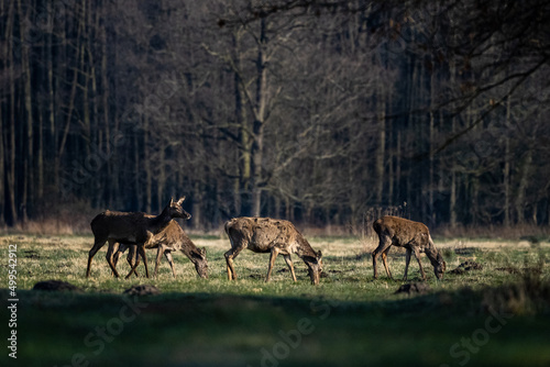 Red Deer (Cervus elaphus) grazing in a field. Kampinos National Park, Poland.