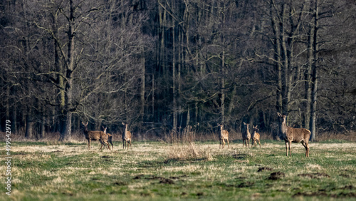 Red Deer (Cervus elaphus) grazing in a field. Kampinos National Park, Poland. photo