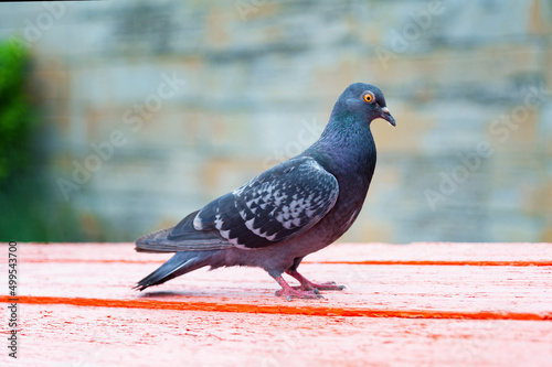 Portrait of a pigeon close up.