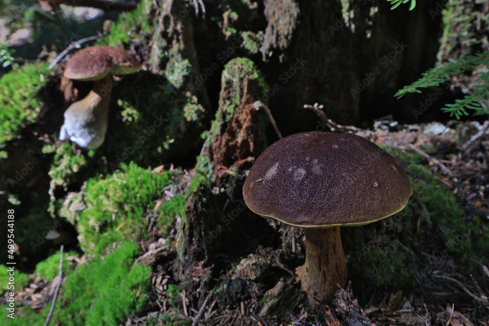 Fototapeta premium cute mushroom in washingtoon state