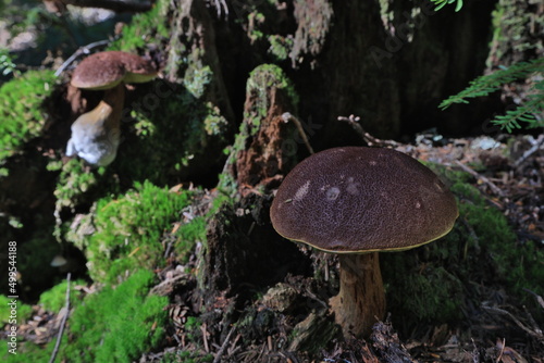cute mushroom in washingtoon state