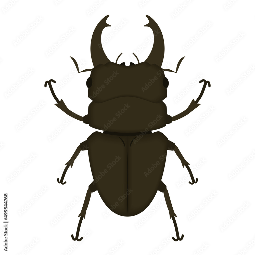 クワガタムシのイラスト Stock Vector Adobe Stock