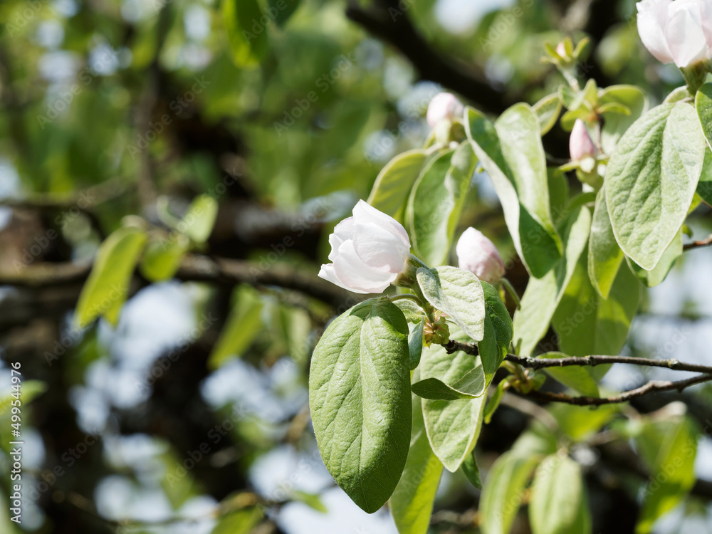 Cydonia oblonga | Cognassier ou pommier de Cydon en fleurs aux pétales blanc-rosé entourées de feuilles ovales, lisses et glabres sur des rameaux tomenteux Cydonia oblonga | Cognassier ou pommier de Cydon en fleurs aux pétales blanc-rosé entourées de feuilles ovales, lisses et glabres sur des rameaux tomenteux