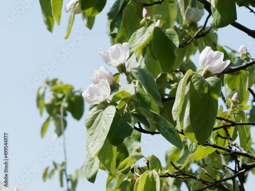 Fototapete Cydonia oblonga - Pommier de Cydon ou cognassier aux fleurs solitaires, pétales