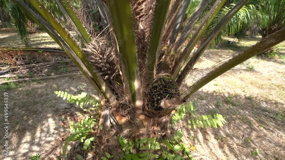 Young Palm Oil Tree With Bunches Of Fruit And Flower On Branches In Tropical Plantation. Close Up Young Palm Oil Tree With Bunches Of Fruit And Flower On Branches In Tropical Plantation. Close Up