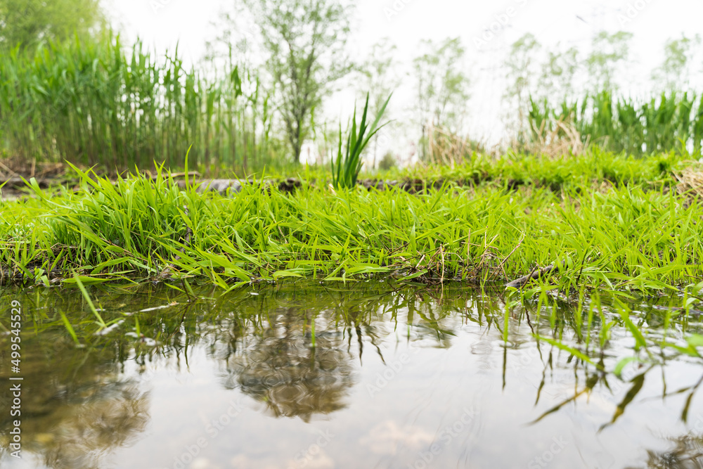 Obraz premium green grass by the river