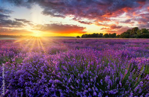 Berautiful summer sunset over lavender field © Piotr Krzeslak