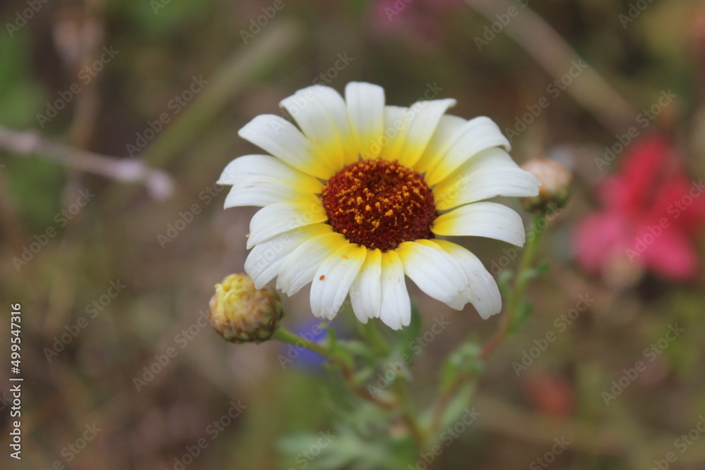 Fototapeta premium Natur 