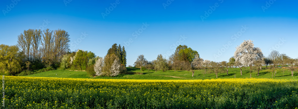 Fototapeta premium Ein Rapsfeld im Vordergrund mit Hügeln, Laubbäumen und blühenden Apfelbäumen am Horizont und wolkemlosem, blauen Himmel bei sonnigem, schönen Wetter im Frühling