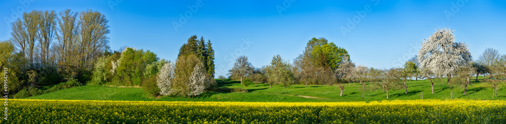 Ein Rapsfeld im Vordergrund mit Hügeln, Laubbäumen und blühenden Apfelbäumen am Horizont und wolkemlosem, blauen Himmel bei sonnigem, schönen Wetter im Frühling