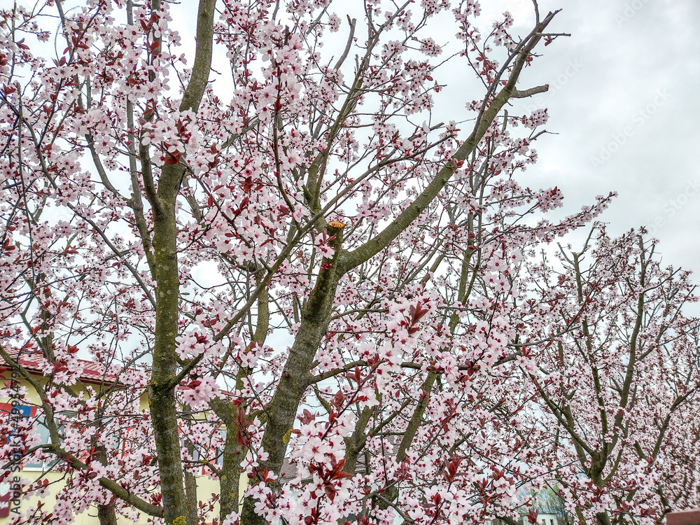 Cherry plum flowering tree in the spring - Romania