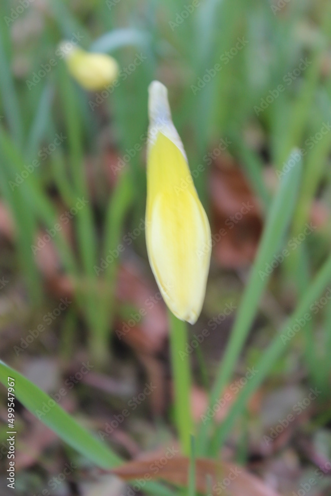 Fototapeta premium Natur 