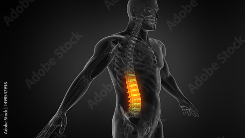 Anatomy of Human Spine. Lower back pain and human backache 