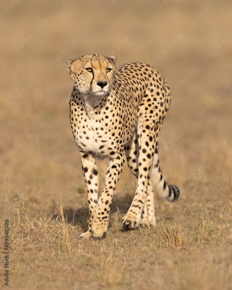 Cheetah walking.  