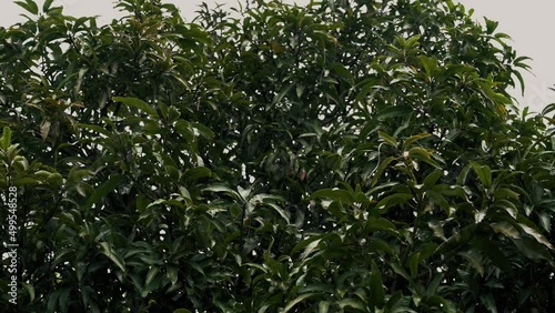 Wallpaper Mural Raining shower in the dense forest, close-up of rainfall in jungle, water droplets fixed on green leaves, Raining day in tropical forest. rain drop on leaf tree.Nature concept Torontodigital.ca