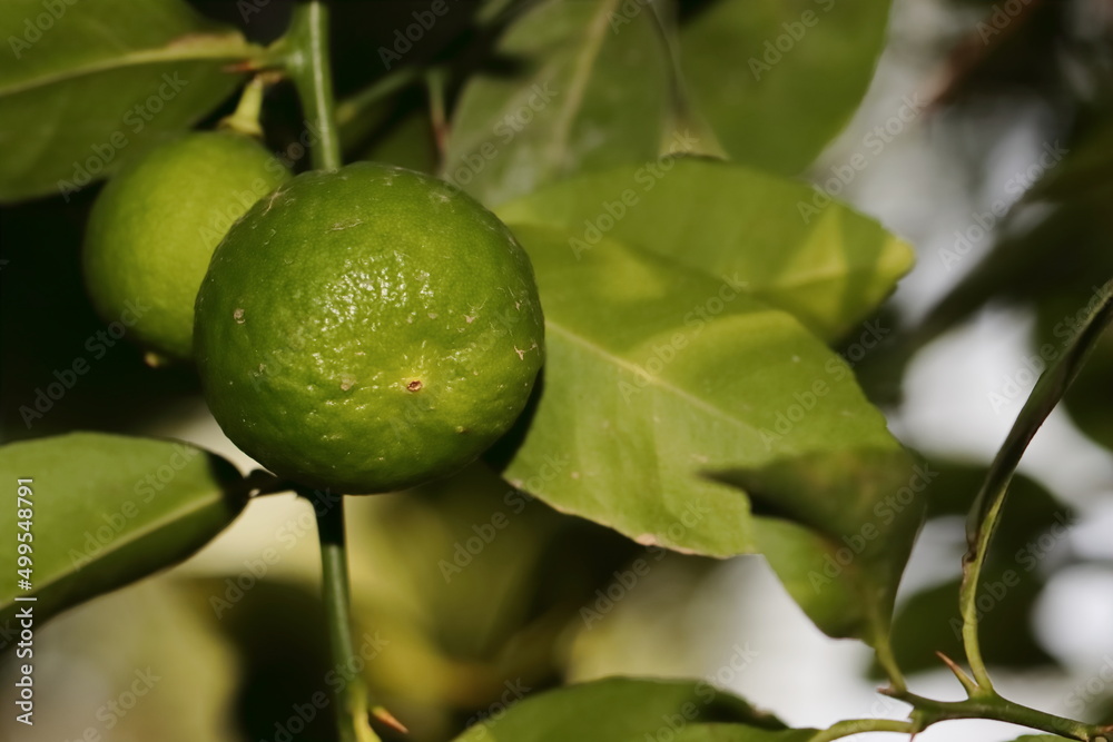 photo of green lime or orange fruits growing on tree branch in the garden, India