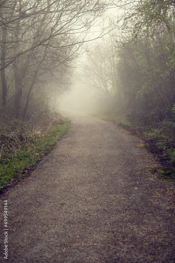 Nature scene in a park. Small foot path in a fog. Nobody. Selective focus. Calm and mysterious atmosphere.