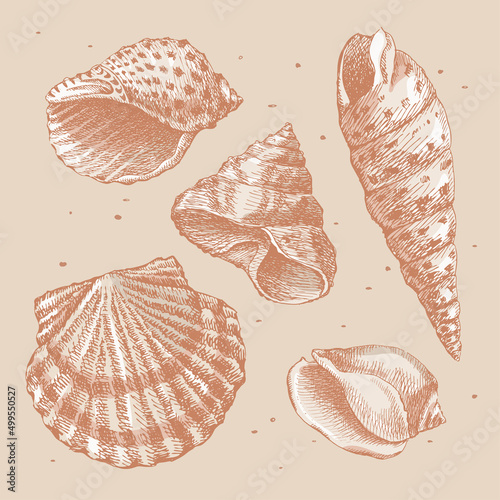 Collection of hand-drawn realistic sea shells. Mollusk shells of different shapes: spirals, cones, scallops on a beige background. Nature of the oceans in vintage style. Vector illustration.