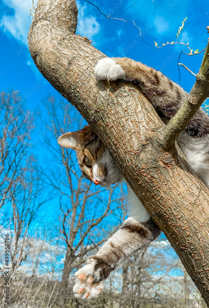 Cat on the tree in the spring season. Cat climbing and hunts on tree. Adorable cat stay on tree branch. Cat on the tree in the spring season. Cat climbing and hunts on tree. Adorable cat stay on tree branch.