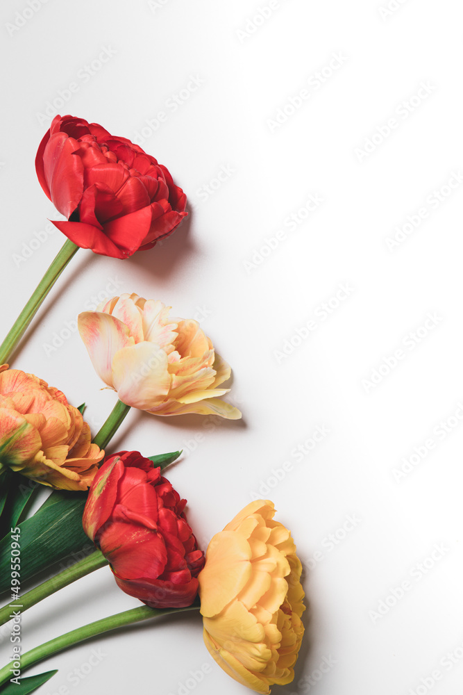 Fototapeta premium tulip flowers bouquet on white background. Flat lay, top view floral festive holiday concept. place for your text, selective focus