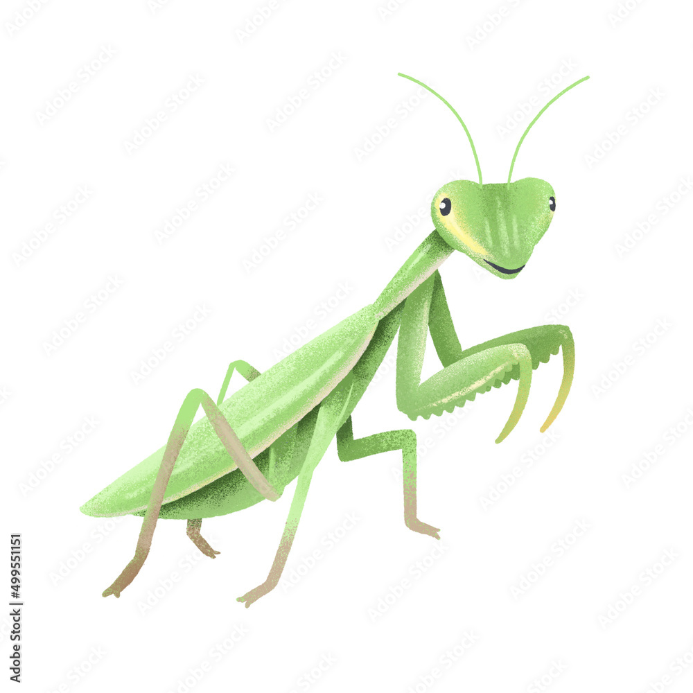 Mantis illustration, hand drawn. Praying mantis on a white background. Mantis illustration, hand drawn. Praying mantis on a white background.