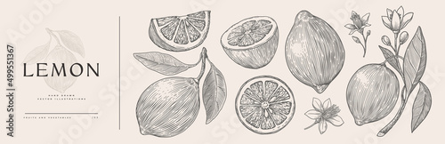 Fotografiet Set of hand-drawn lemons and flowers in engraving style