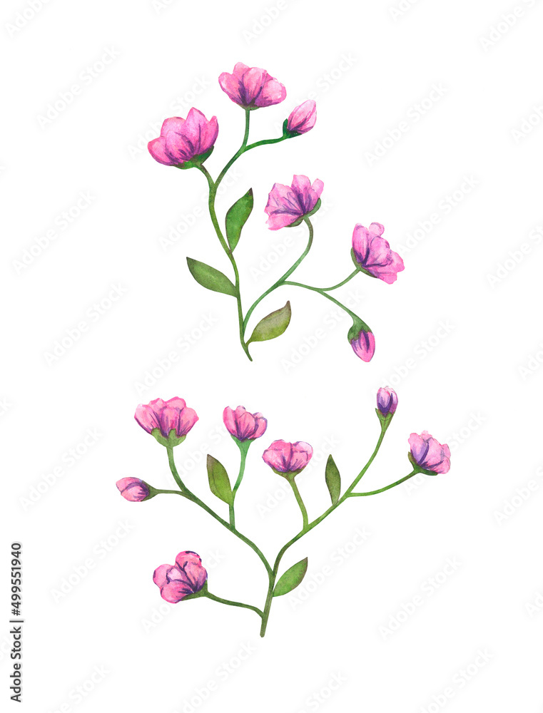 Pink flowers on stem with small leaves, painted in watercolor, isolated on white background.