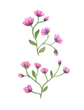 Pink flowers on stem with small leaves, painted in watercolor, isolated on white background.