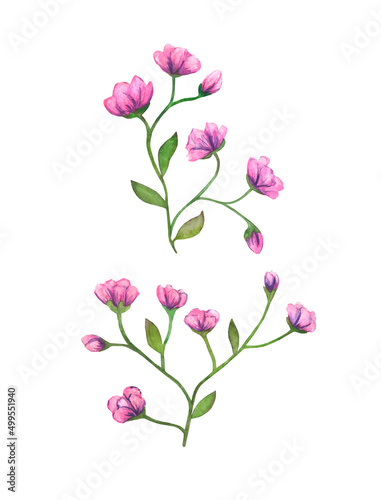 Pink flowers on stem with small leaves  painted in watercolor  isolated on white background.