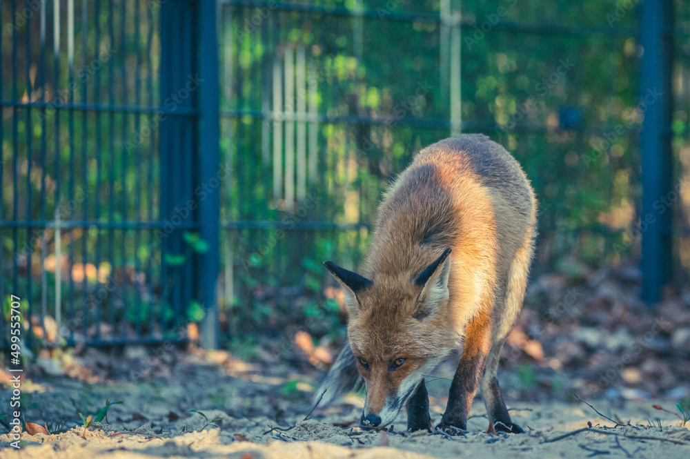 Fototapeta premium Füchse in Berliner Stadtpark