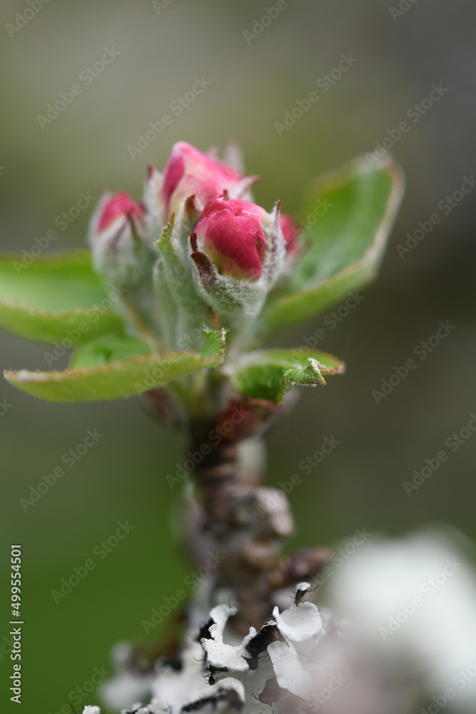 Macro image of apple blossom in the garden at Cotehele Cornwall Macro image of apple blossom in the garden at Cotehele Cornwall