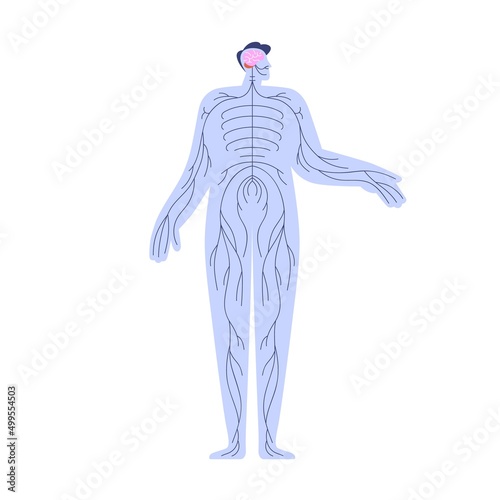 Human nervous system with brain, cerebellum, spinal cord and nerves network scheme. Internal anatomy neural structure of CNS chart. Flat graphic vector illustration isolated on white background