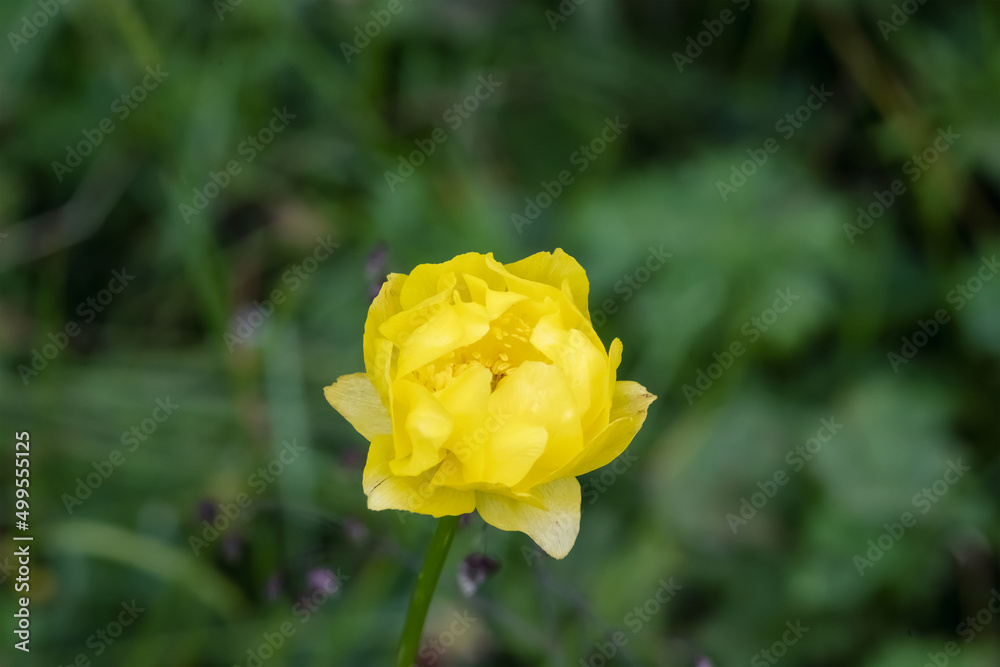 Close up view of a mountain meadow overgrown with yellow wild peonies Close up view of a mountain meadow overgrown with yellow wild peonies